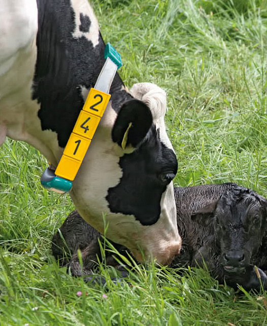 GEA CowScout