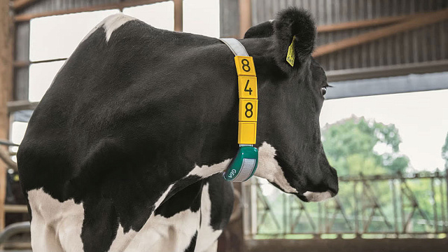 GEA CowScout